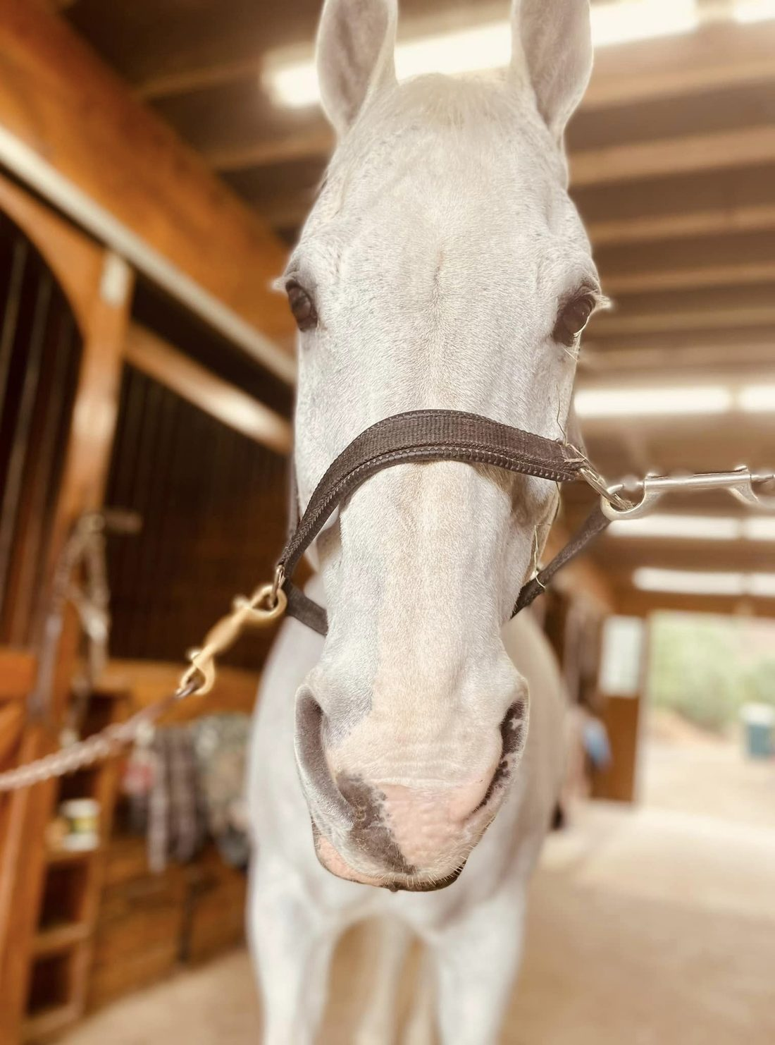 A grey horse relaxing in a barn aisle