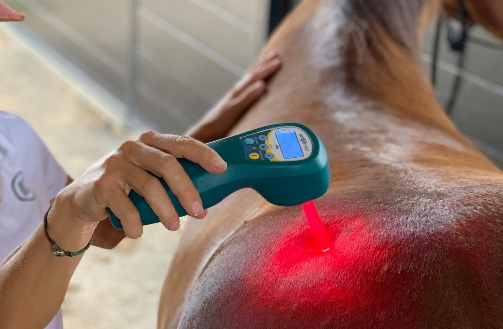 Cold laser handpiece with a red beam on a horse’s back