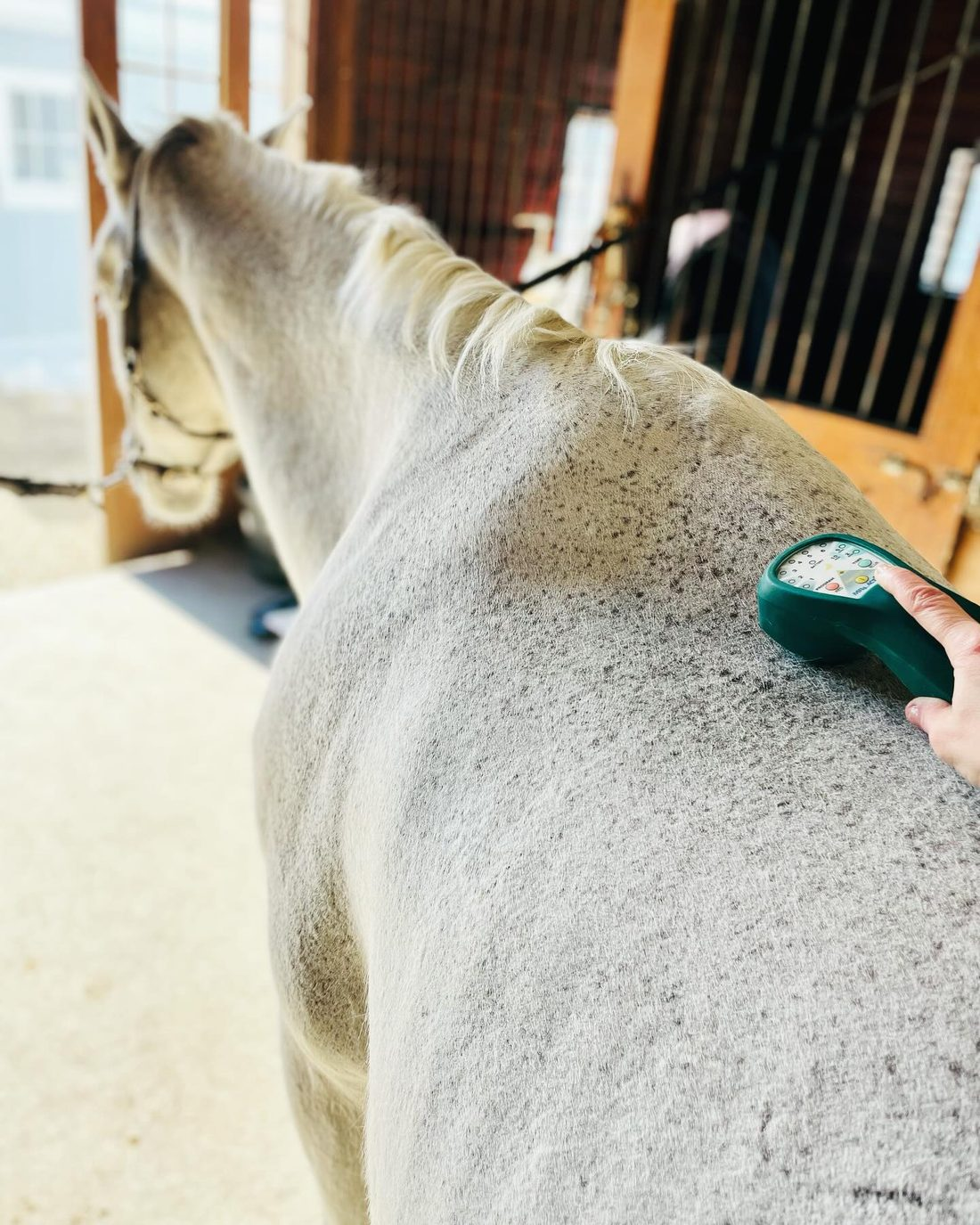 Laser handpiece resting on a grey horse’s shoulder